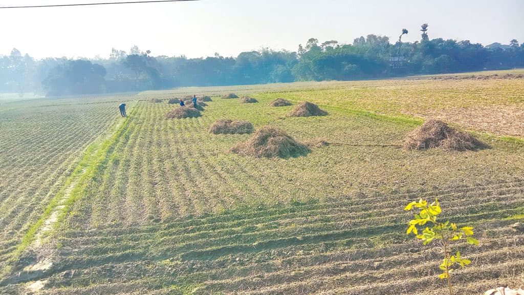 আলু রোপণে ফের প্রস্তুতি