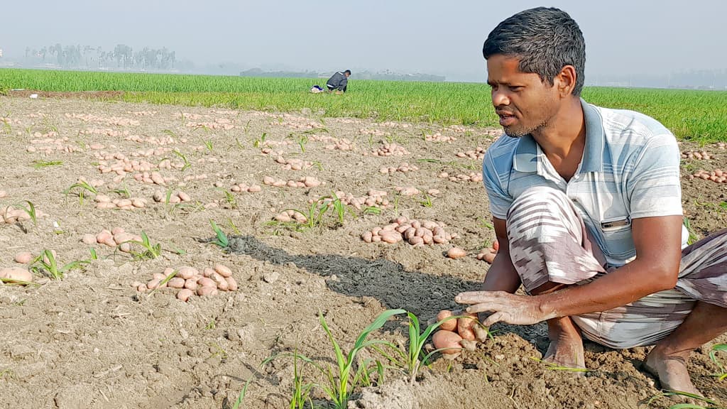 বাজারে আলুর মূল্যবৃদ্ধি কৃষকের মুখে হাসি