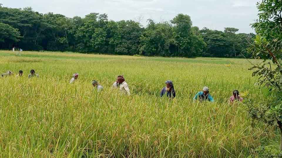 মৌসুম ছাড়াই বোরো ধানে  কৃষকের মুখে হাসি