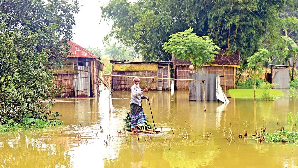 তিস্তাপাড়ে গোখাদ্যের সংকট