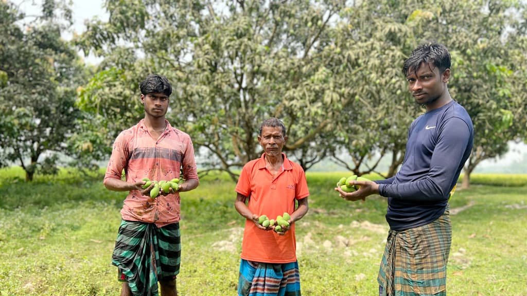 প্রচণ্ড দাবদাহে গাছ থেকে ঝরে পড়ছে আম