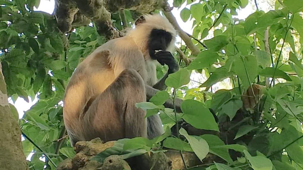 উল্লাপাড়ায় লোকালয়ে ঘুরছে মুখপোড়া হনুমান