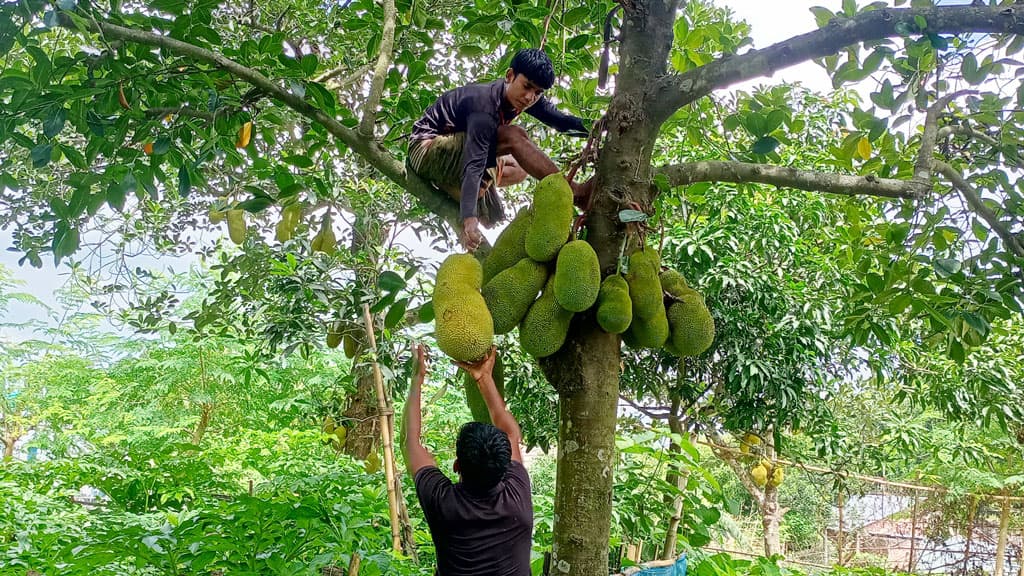 গাংনীতে কাঁঠালের ফলন ভালো, দামে হতাশ বাগানমালিকেরা