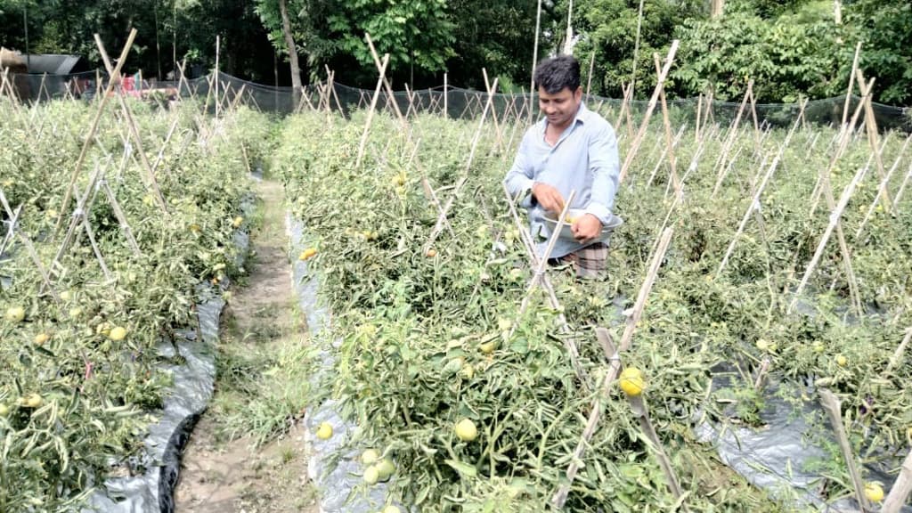 শীতের টমেটো বর্ষায় চাষ সফল ইউপি সদস্য রেখন