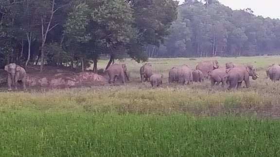 বন্য হাতি নষ্ট করেছে   ২০০ একর জমির ধান