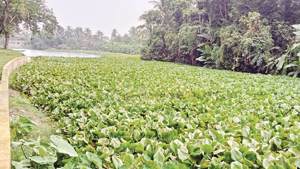 কালীগঙ্গা এখন মরা খাল