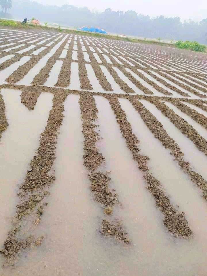 দেবিদ্বারে টানা বৃষ্টিতে প্রায় ৩ হাজার হেক্টর জমির ফসলের ক্ষতি