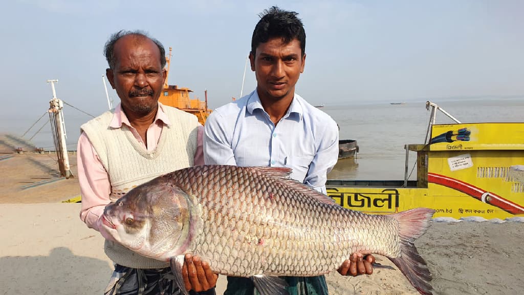 পদ্মার প্রায় ১৮ কেজির একটি কাতলা ৩০ হাজারের বেশি দামে বিক্রি