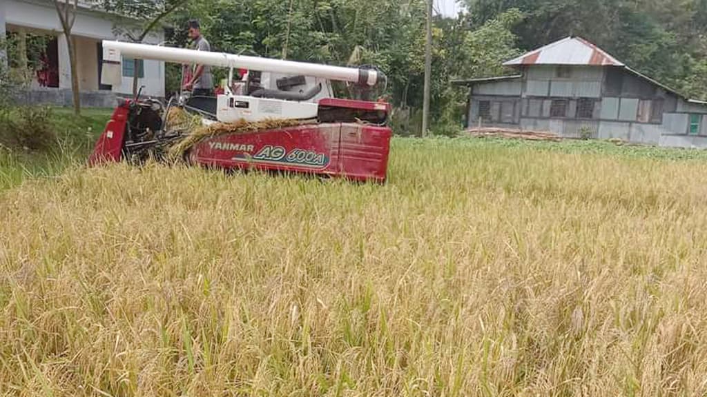 বোরোর ফলন ভালো, কম্বাইন হারভেস্টারে আগ্রহ কৃষকের