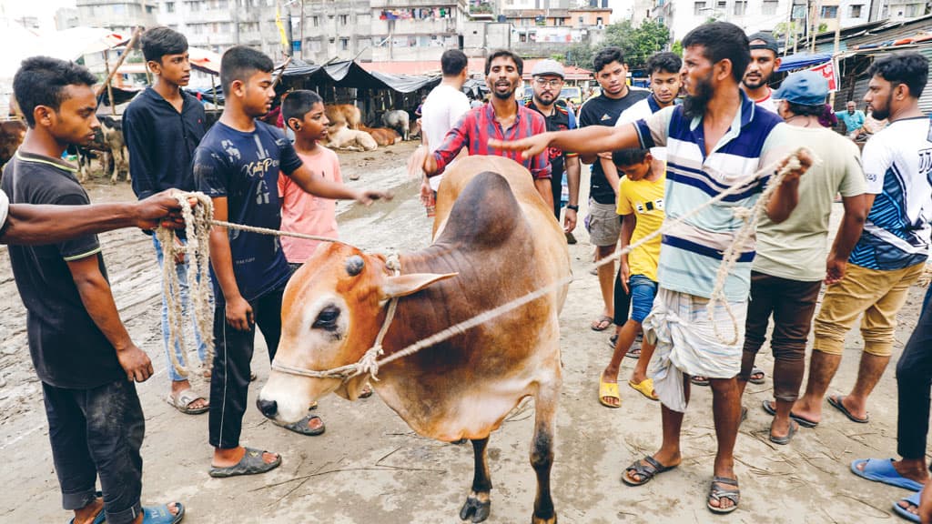 রাজধানীর পশুর হাট:  দাম বাড়তি, বিক্রি কম