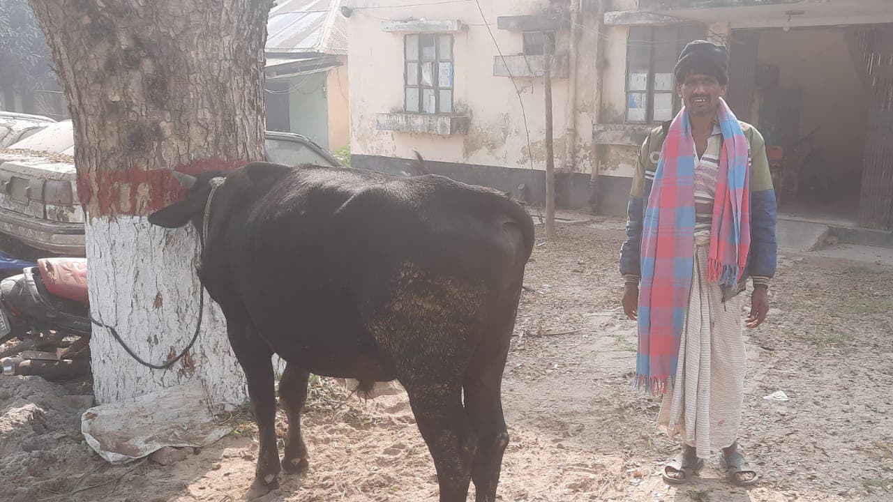 লালপুরে গরু চুরি করে পালানো সময় গ্রেপ্তার ২ 