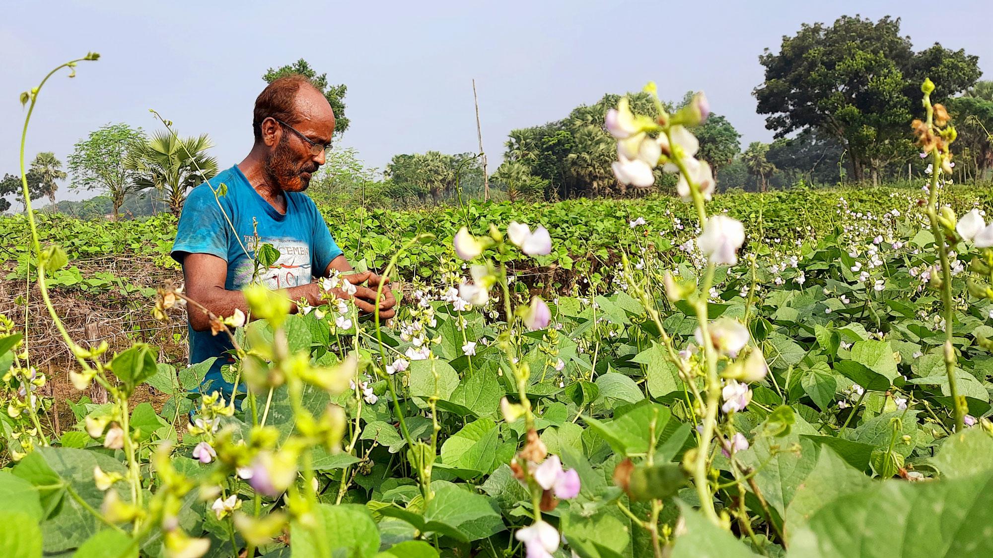 নওগাঁয় শিমের ভালো ফলন, দামে খুশি কৃষক