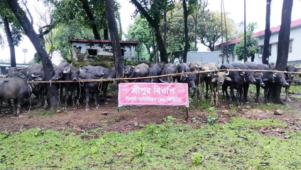 সিলেটে অর্ধকোটি টাকার ৩২টি ভারতীয় মহিষ জব্দ