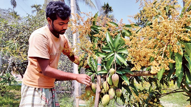 এক ডালে মুকুল, অপর ডালে ঝুলছে আম