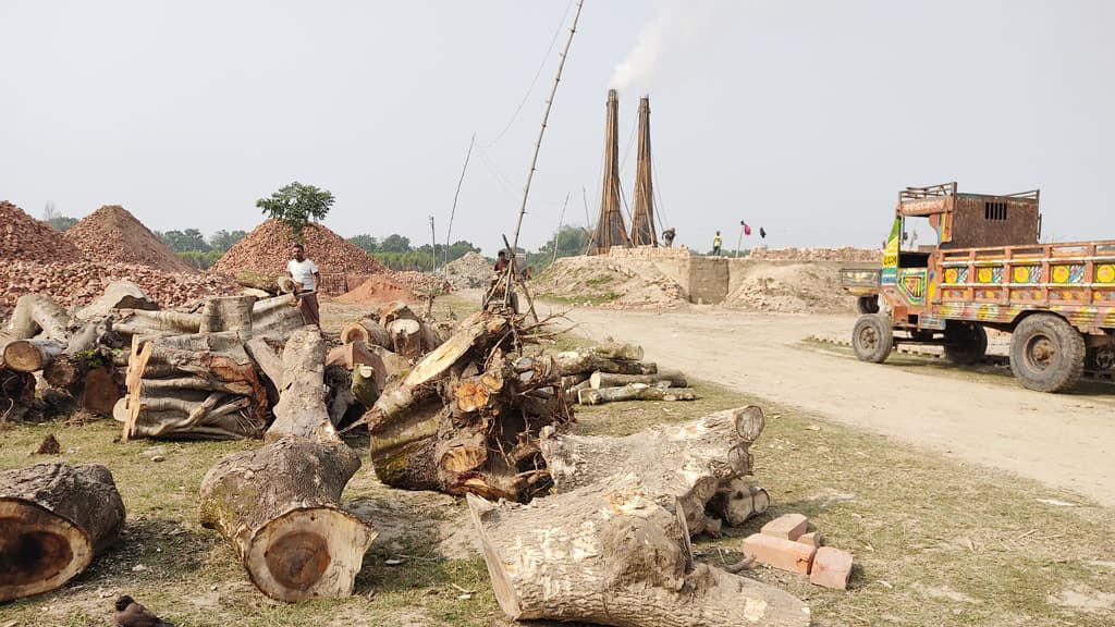 ‘ওপর মহল ম্যানেজ করে’ ভাটায় পোড়ানো হচ্ছে কাঠ