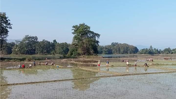 জুরাছড়িতে জলেভাসা জমিতে বোরো চাষ