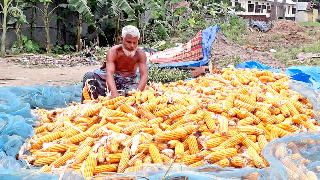 প্রতি বিঘায় আয় ২৫ হাজার টাকা