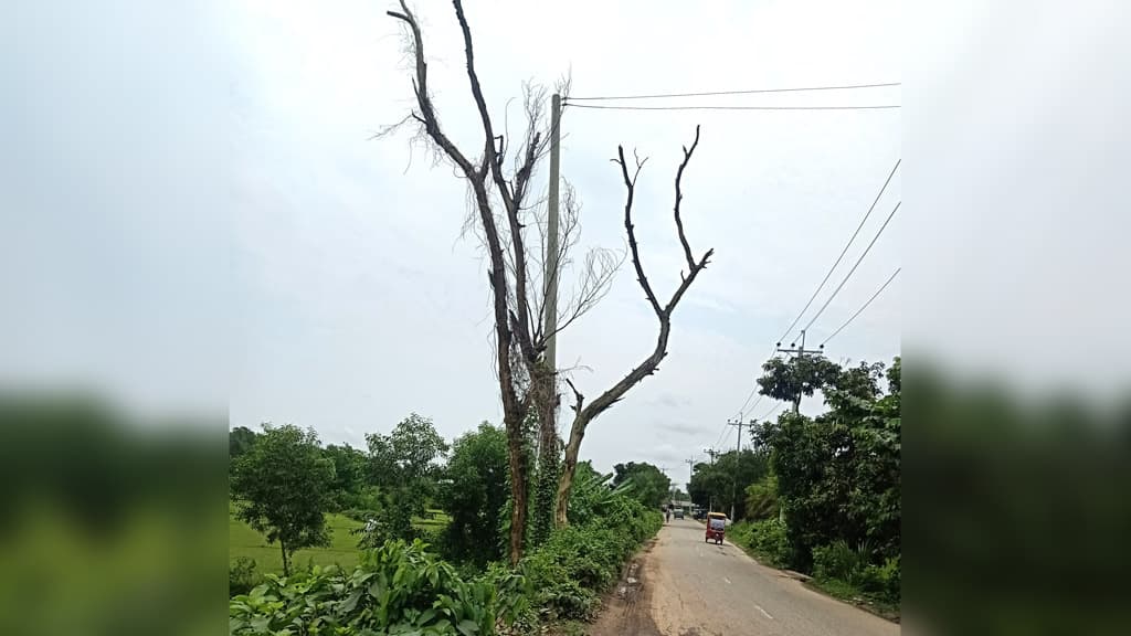 সড়কের পাশে ঝুঁকিপূর্ণ মরা গাছ, কাটার উদ্যোগ নেই