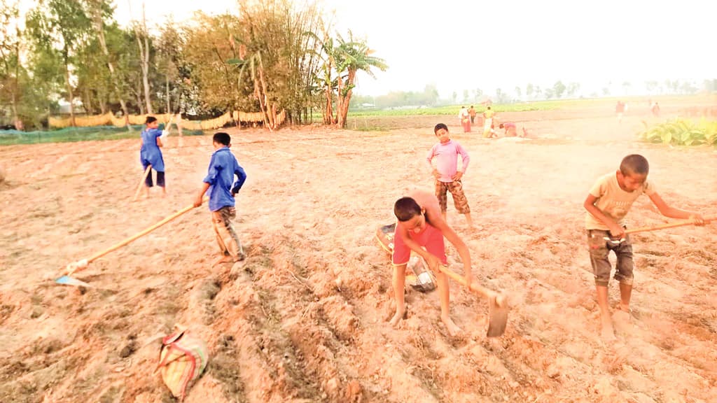 কুড়ানো আলু  দিয়েই সারা বছরের চাহিদা পূরণ