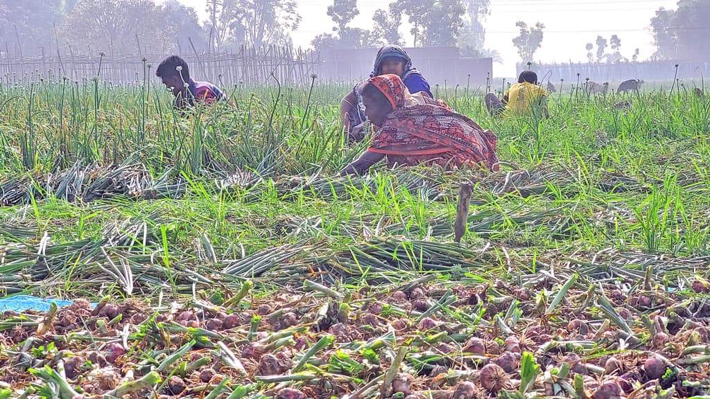 পেঁয়াজ আমদানি বন্ধের দাবি কৃষকদের