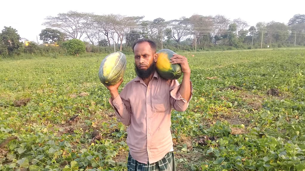 বাঙ্গি চাষে সফল ভাঙ্গার চাষিরা