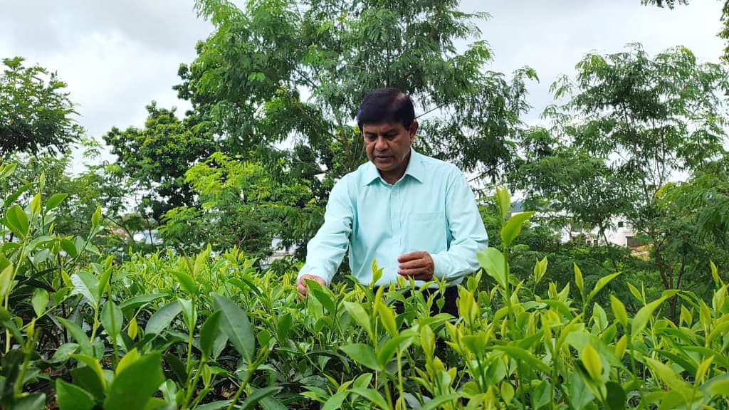 খরাসহিষ্ণু চায়ের জাত উদ্ভাবনে গবেষণা