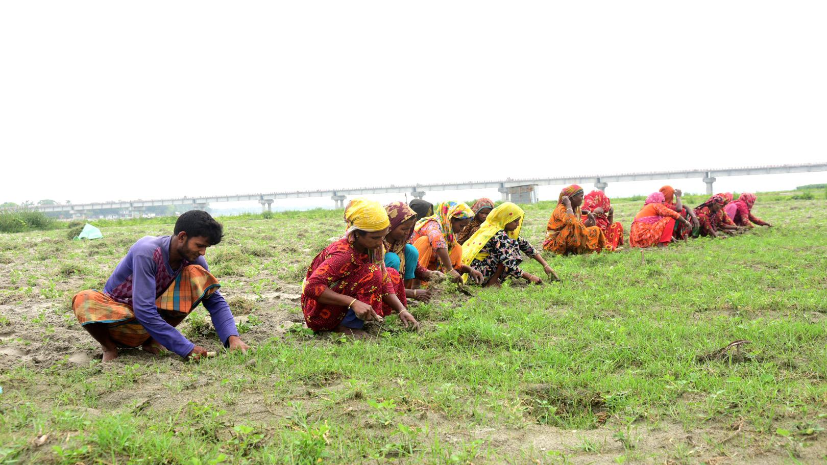 তিস্তার চরে কম সময়ে ফসল পেতে বাদাম চাষ