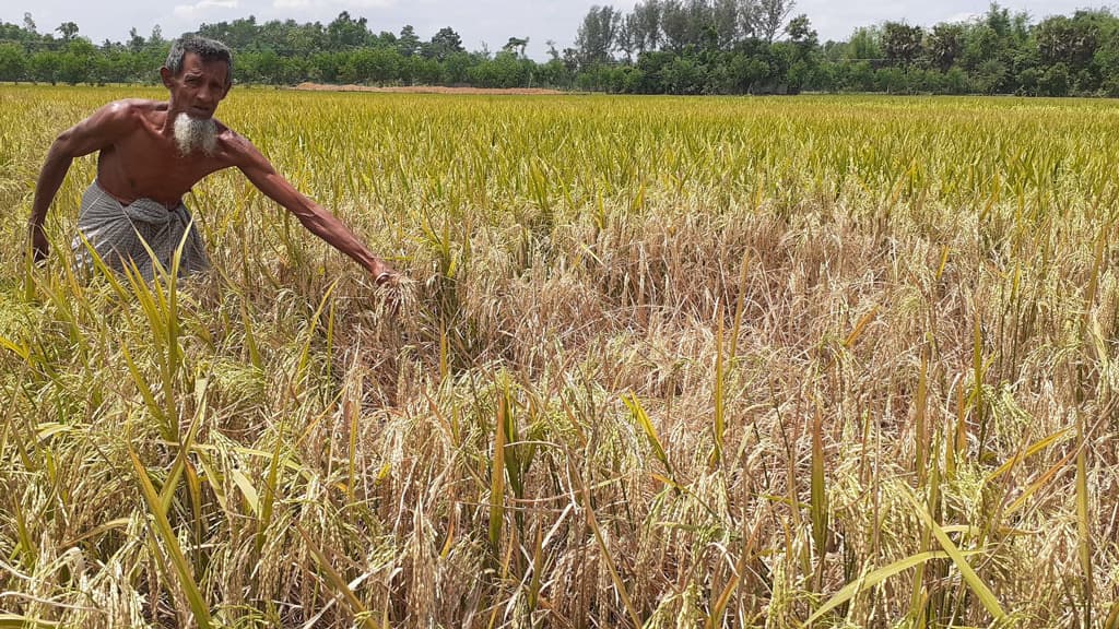 কৃষকের স্বপ্ন খাচ্ছে পোকায়