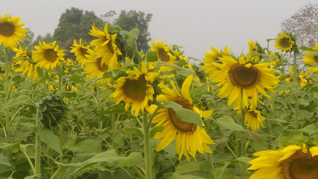 মানিকছড়িতে সূর্যমুখী ফুলের প্রথম বাণিজ্যিক চাষ