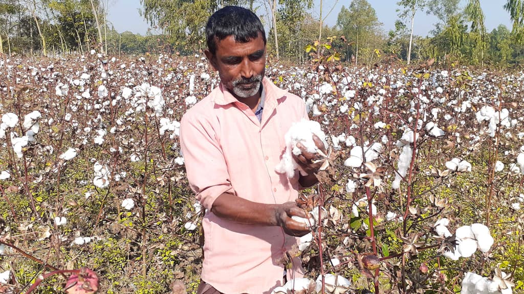 ফুলবাড়ীতে ১৬৩ হেক্টর জমিতে কার্পাস তুলা চাষ