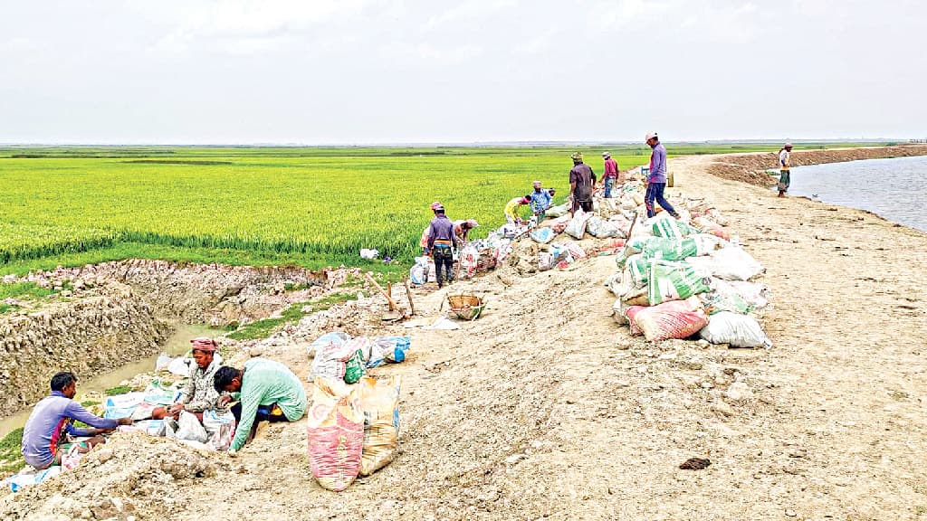 হাওরে বাঁধ রক্ষায় কৃষকের রাতদিন একাকার