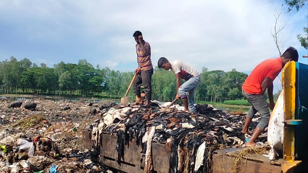 বগুড়ায় অন্তত ১০ হাজার পশুর চামড়া ফেলা হলো ভাগাড়ে