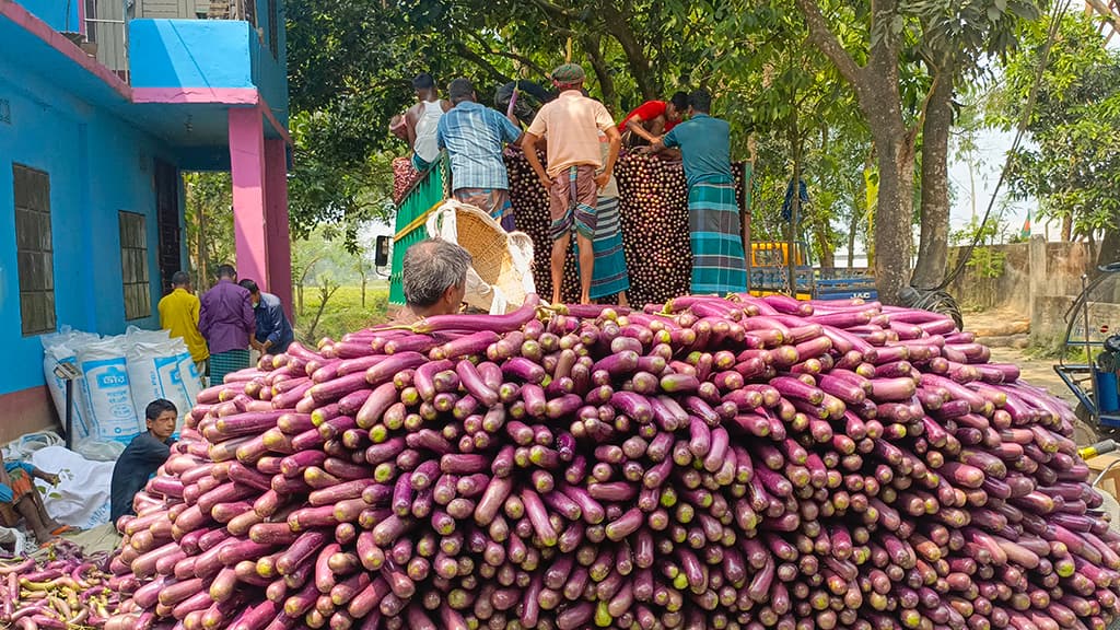 বেগুনের কাঙ্ক্ষিত দাম না পেয়ে হতাশ রায়পুরার চাষিরা