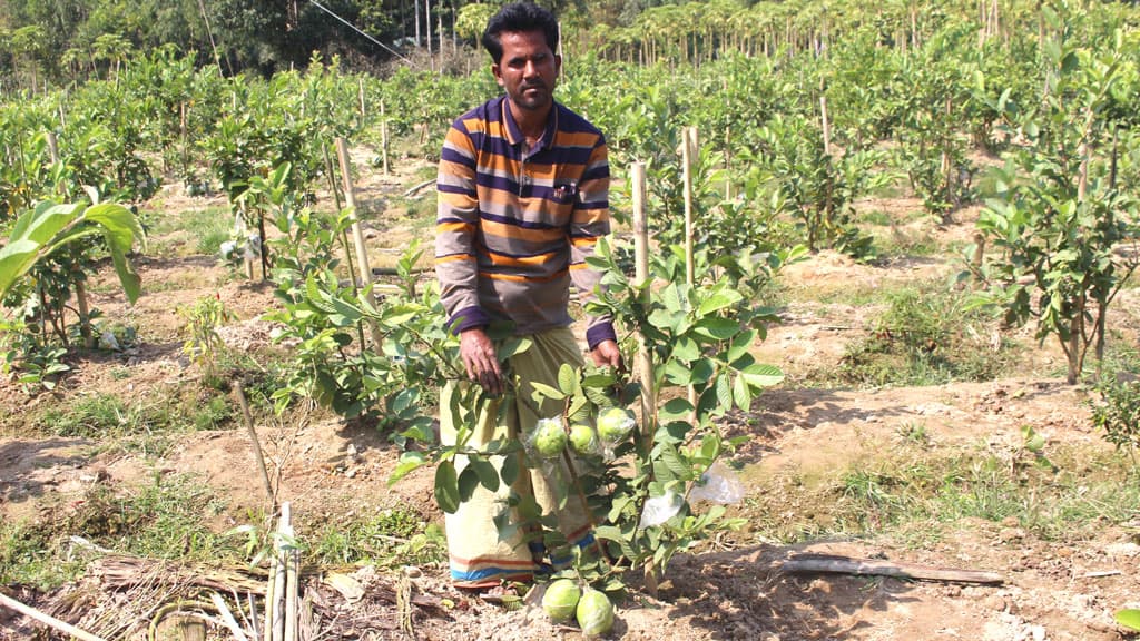 থাই পেয়ারায় দিনবদলের স্বপ্ন