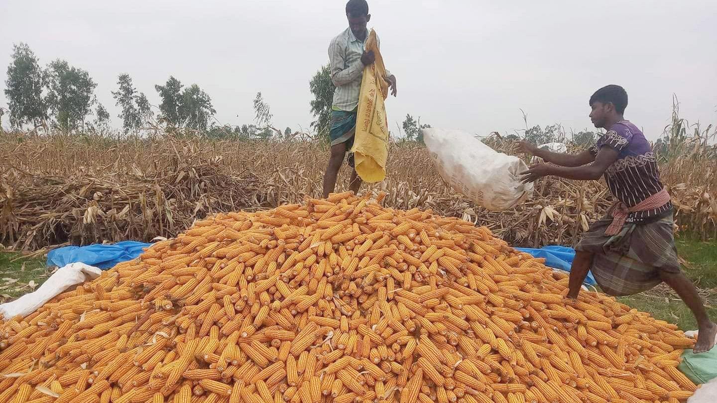 তিস্তার বালুচরে ভুট্টায় বাজিমাত