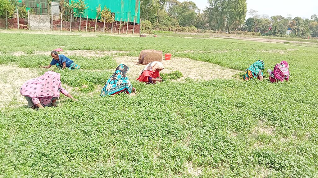 ধনেপাতায় লাভের আশা