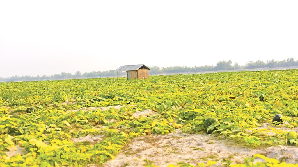 মোজাইক ভাইরাসে বিপাকে চরাঞ্চলের কুমড়াচাষিরা