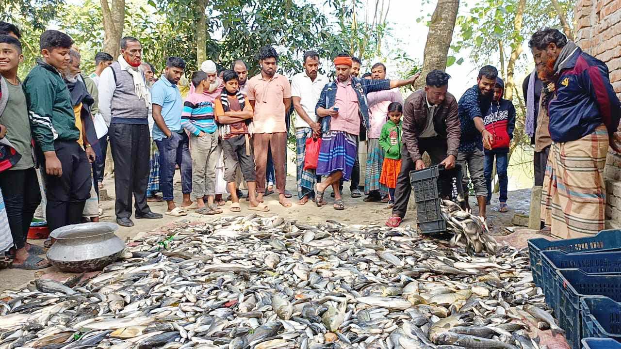 ব্রাহ্মণপাড়ায় পুকুরে বিষ দিয়ে মাছ নিধন, ক্ষতি ১৫ লাখ টাকার