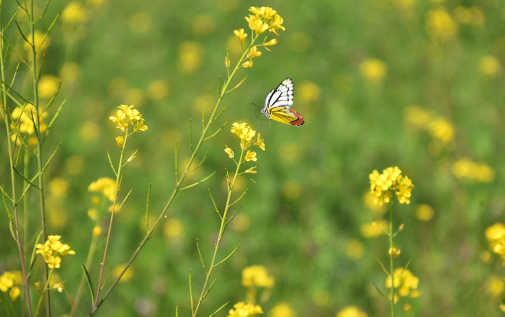 দিনের ছবি (২৩ ডিসেম্বর, ২০২৩)