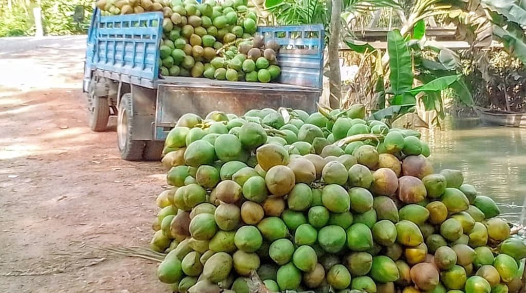 নেছারাবাদের মিষ্টি ডাবের  চাহিদা এখন দেশজুড়ে