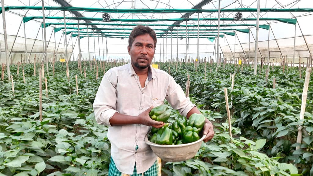 ক্যাপসিকামে সফল মনজুর