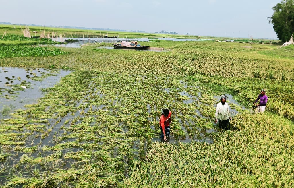 শ্রমিকসংকটে খেতেই নষ্ট হচ্ছে পাকা ধান