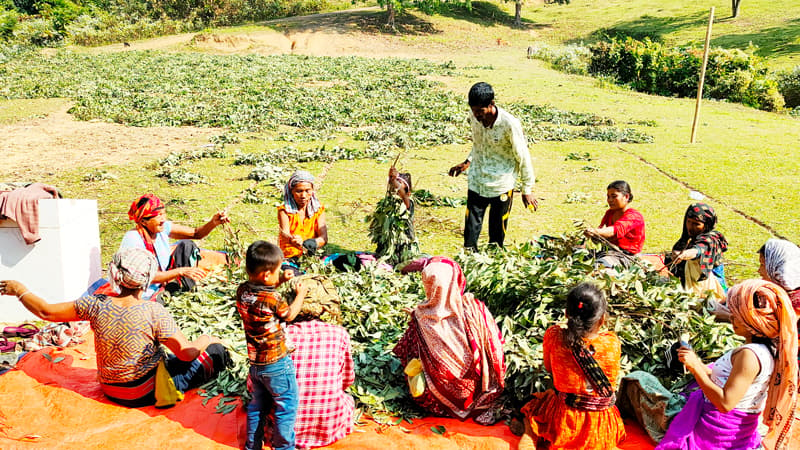 তেজপাতায় কোটি টাকা আয়ের আশা