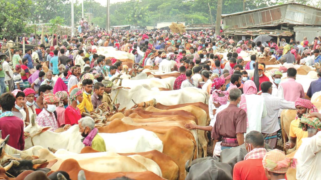 রাজশাহীতে ছোট গরুর দাম চড়া