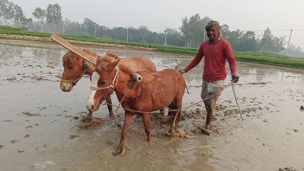 ঘোড়া দিয়ে হালচাষে বাড়তি আয় করছেন মোখলেছুর