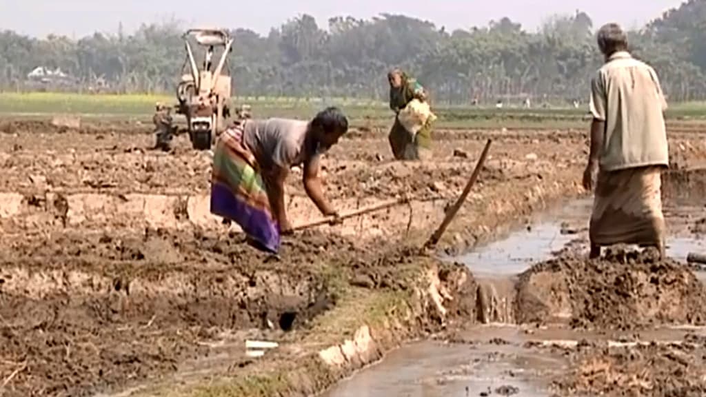 সেচসংকটে বোরো চাষে কমছে আগ্রহ