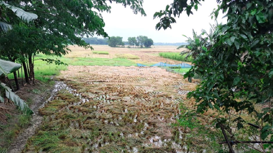 অশনির প্রভাবে বৃষ্টি, আধা পাকা ধান কাটছেন কৃষক