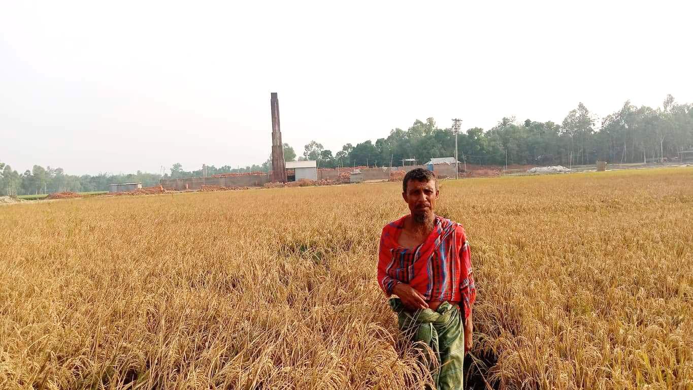 ইটভাটার ধোঁয়ায় শতাধিক বিঘা জমির ধানের ক্ষতি