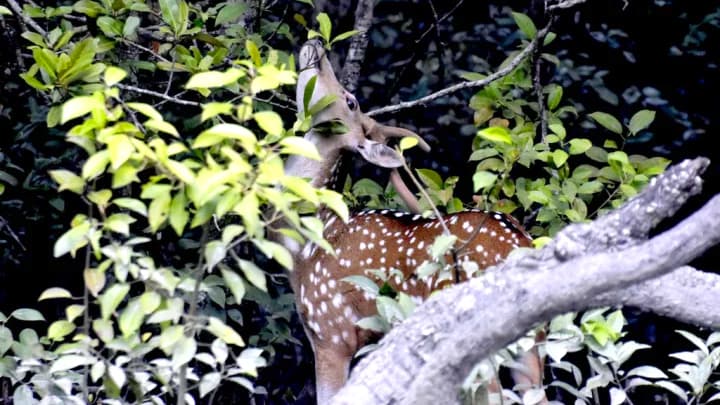 সুন্দরবনের জার্নাল