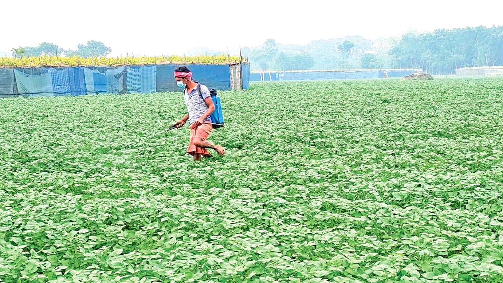 ঘন কুয়াশা নেই, ফলন বাড়ার আশা আলুচাষির